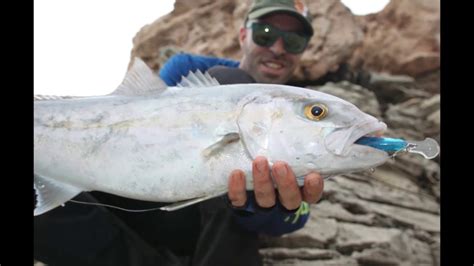 Serviola Desde Costa A Spinning Inshore Amberjack On Lure Youtube