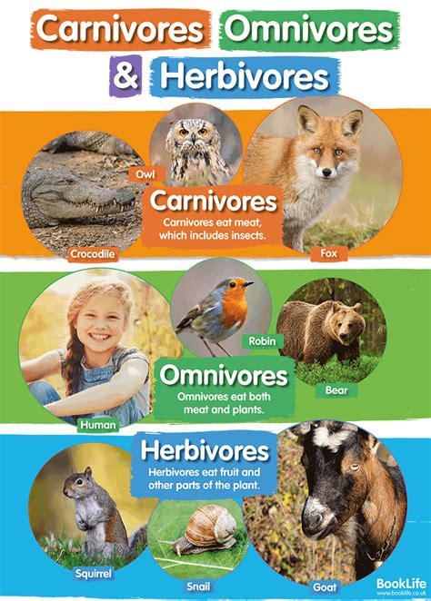 Carnivores Omnivores And Herbivores Poster Booklife