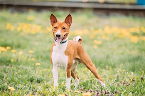 Best Basenji High Protein Dog Food Spot And Tango