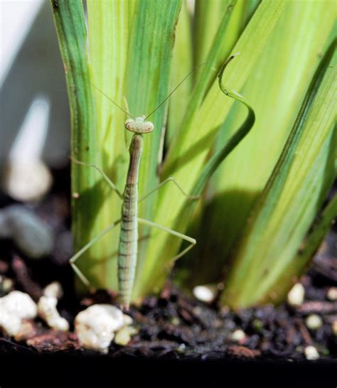 Instant ohio address search online address look up in ohio. Ohio's Natural Enemies: Mantids | Ohioline