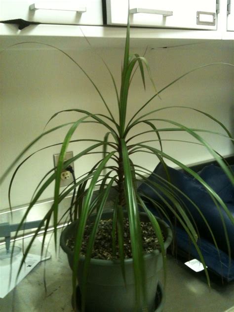 There's a variety of beautiful palm trees that thrive as houseplants in bright rooms. Need help id-ing a house plant (palms, tree, insect, how ...
