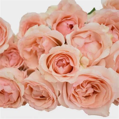 See juliet wholesale florist's products and suppliers. Garden Rose Juliet Peach - Wholesale - Blooms By The Box