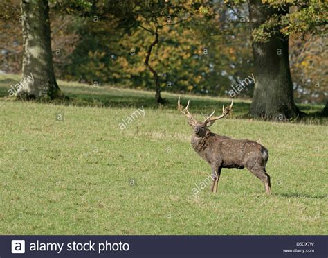 Sika Deer Uk Stag Rut Hi Res Stock Photography And Images Alamy