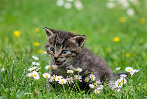How To Prepare Your Home For The Safe Arrival Of Your New Kitten — Kandh