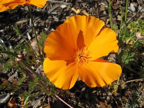 For over 100 years through our 15 locations we meet the needs of retail florists, event planners, large retail chains and anyone else qualified to purchase wholesale flowers. My West Sacramento Photo of the Day: April 2010