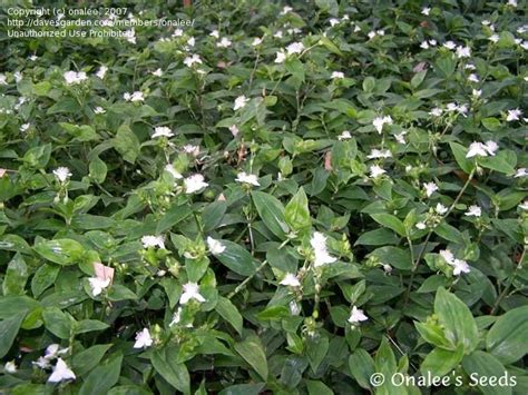 Get the best deal for wandering jew plant houseplants from the largest online selection at ebay.com. PlantFiles Pictures: Tradescantia Species, White-Flowered ...