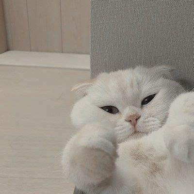 Choose from a curated selection of cat wallpapers for your mobile and desktop screens. Save = Follow #Zul | Cute baby cats, Baby cats, Cat aesthetic