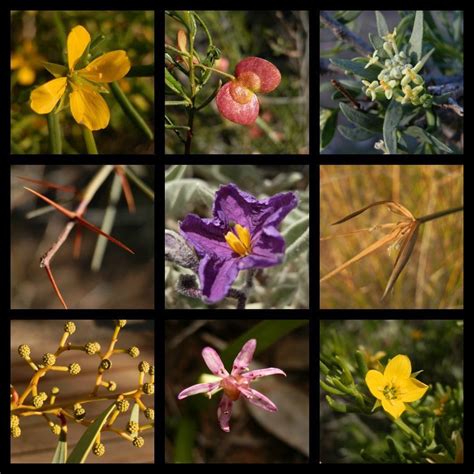 5 Amazing Angorichina Adventures Northern Flinders Ranges Australian