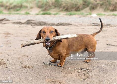 Dachshunds Photos And Premium High Res Pictures Getty Images