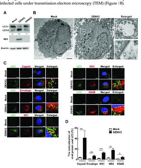 Denv2 Increases Lc3 Ii Level Autophagic Vesicles And Viral Proteins