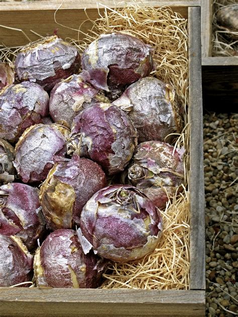 Storing Hyacinth Bulbs Learn How To Cure Hyacinth Bulbs