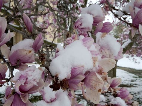 Late April Snowfall Deals Cruel Cold Blow To Farmers St Thomas