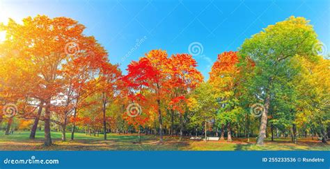Autumn Forest Landscape Gold Color Tree Red Orange Foliage In Fall