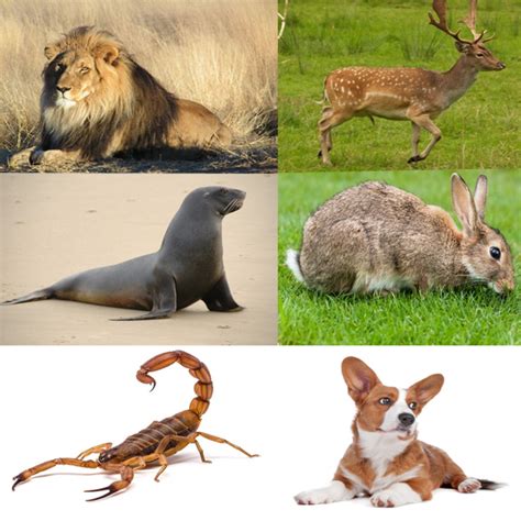 Pictures Of All Different Types Of Animals Picturemeta