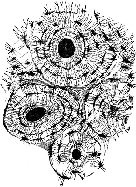 Bone Tissue of Humerus | ClipArt ETC