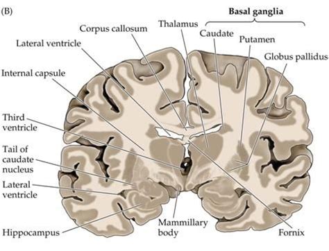 There is a printable worksheet available for download here so you can take the quiz with pen and paper. Neuroanatomy and Neuroembryology | Corpus callosum ...