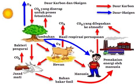 Macam Macam Daur Biogeokimia Mikirbae