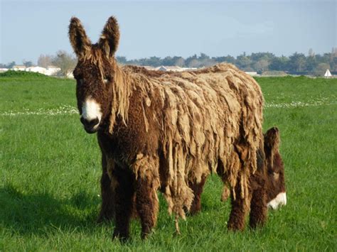 For faster navigation, this iframe is preloading the wikiwand page for baudet du poitou. Élevage de Baudets du Poitou