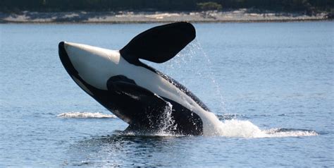 Killer Whale Orcinus Orca Biodiversity Of The Central Coast