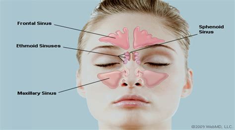 Anatomy And Structure Of The Human Nose