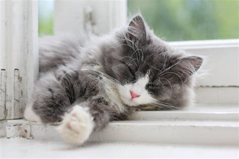 Kitten Sleeping On Window Ledge Stock Image Image Of Beautiful