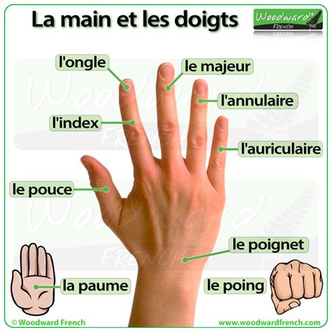 La Main Et Les Doigts En Français Hand And Fingers In French
