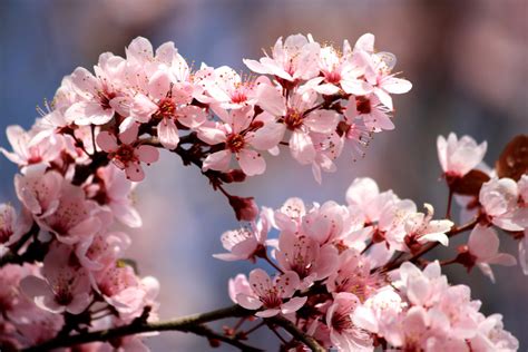 Free Picture Pink Plum Flowers Blossoms Spring Branches