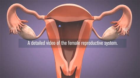 Medical Female Reproductive System In D Youtube