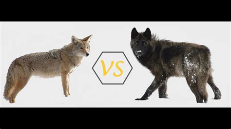 Wolf Vs Coyote Howl Difference Between Wolf And Coyote Youtube