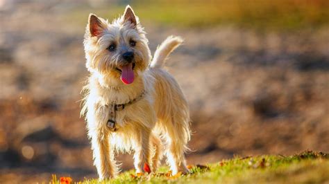 Las 15 Razas De Perros Pequeños ¡más Conocidas Hogarmania