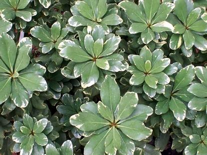 Check spelling or type a new query. Pittosporum - Variegated (Pittosporum tobira Variegata ...
