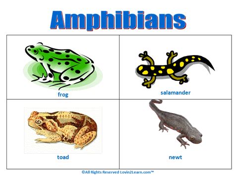 Amphibians Animals Planet