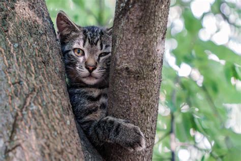 870 Cat Hanging From Tree Stock Photos Pictures And Royalty Free Images