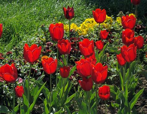 Red Tulips Flowers Free Photo On Pixabay Pixabay