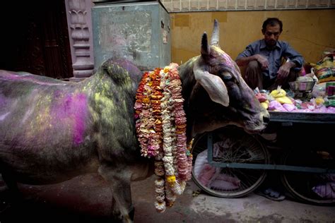 Holi 2016 How To Keep Pet Animals Safe While Celebrating The Indian
