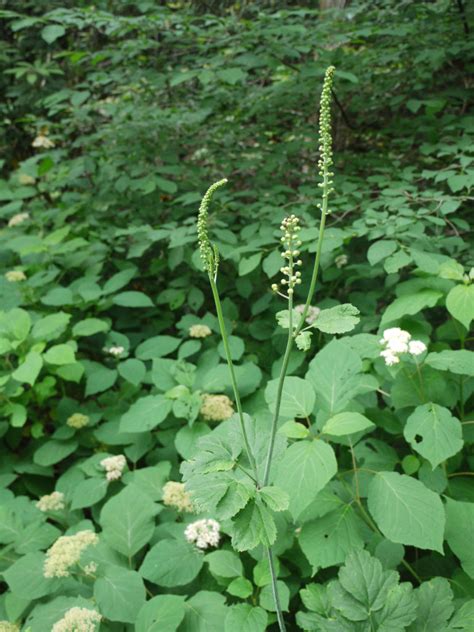 Black Cohosh Actaea Racemosa Identify That Plant