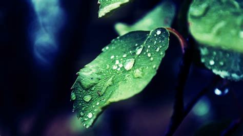 Wallpaper Sunlight Leaves Nature Water Drops Branch Green Dew