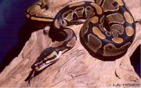 How To Tell The Difference Between A Burmese And A Ball Python Yahoo