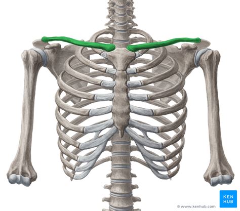 Examples include the cranial (skull) bones, the scapulae (shoulder blades), the sternum (breastbone), and the ribs. Clavicle - Anatomy and Clinical Notes | Kenhub
