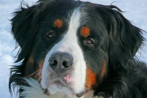 Managing Bernese Mountain Dog Shedding Canna Pet