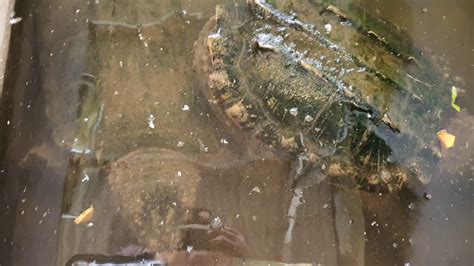 Asian cuisine includes several major regional cuisines: Makanan sehat untuk AST - Healthy Food for AST Turtle - YouTube