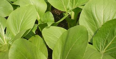 Check spelling or type a new query. Wisata Pacet Mojokerto: Sayur daun organik