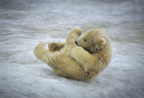 24 Pics Of Adorable Polar Bear Cubs Chilling Out In The Snow Showing Us
