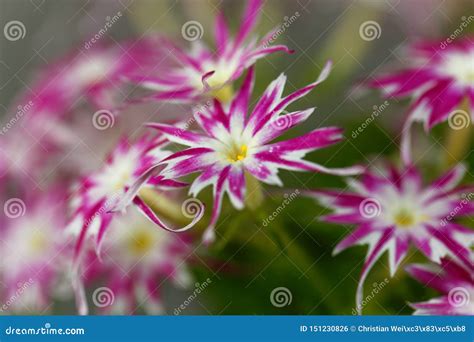 Fiori Rossi E Bianchi Di Un Ibrido Del Flox Fotografia Stock Immagine