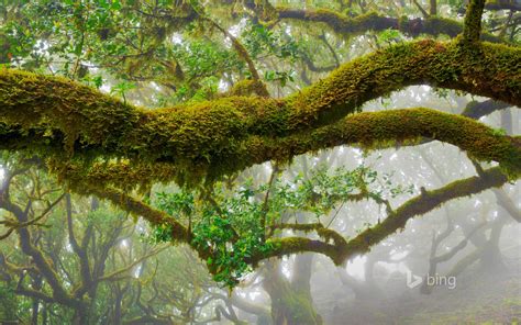 Laurel Trees Madeira Natural Park Portugal 2016 Bing Desktop Wallpaper