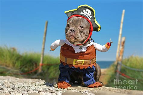 French Bulldog Dressed Up In Pirate Costume Photograph By Firn Fine
