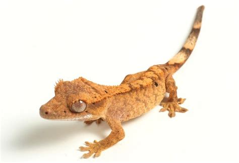 Flame Crested Gecko For Sale Fire Crested Geckos For Sale Online Morphs