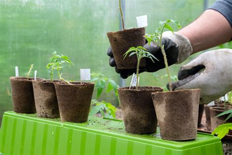 Transplanting Vs Direct Sowing Seeds Benefits Of Each Jobes Company