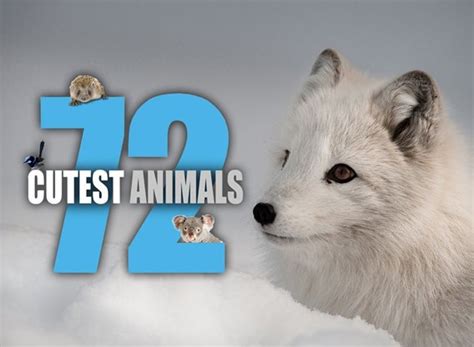 Những Con Vật đáng Yêu 72 Cutest Animals Trong Tự Nhiên Và Cuộc Sống