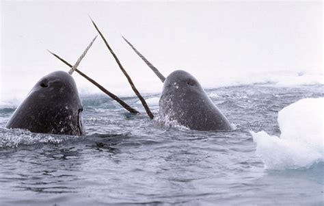 Narwhal Facts Unicorn Whales